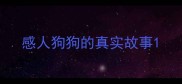 感人狗狗的真实故事