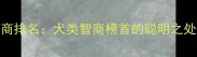 拉布拉多智商排名犬类智商榜首的聪明之处及训练技巧