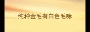 纯种金毛有白色毛嘛