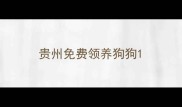 贵州免费领养狗狗