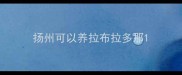 扬州可以养拉布拉多那