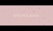 信阳拉布拉多成母