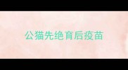 公猫先绝育后疫苗