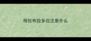 母拉布拉多应注意什么