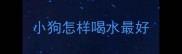 小狗怎样喝水最好