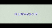哈士奇怀孕多少天