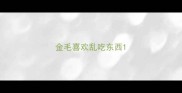 金毛喜欢乱吃东西
