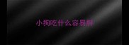 小狗吃什么容易胖