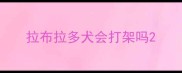 拉布拉多犬会打架吗