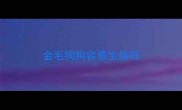 金毛狗狗容易生病吗