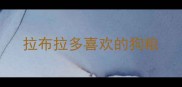 拉布拉多喜欢的狗粮