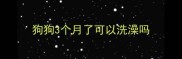 狗狗3个月了可以洗澡吗