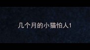 几个月的小猫怕人