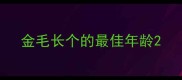 金毛长个的最佳年龄