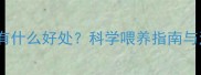 狗狗吃奶酪有什么好处科学喂养指南与注意事项全