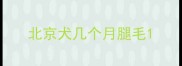 北京犬几个月腿毛