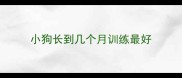 小狗长到几个月训练最好