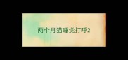 两个月猫睡觉打呼