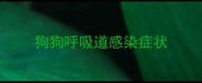 狗狗呼吸道感染症状