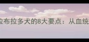 科学挑选优质拉布拉多犬的8大要点从血统到养护全攻略
