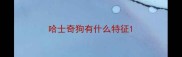 哈士奇狗有什么特征