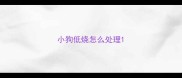 小狗低烧怎么处理