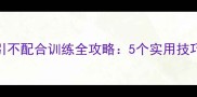 拉布拉多犬牵引不配合训练全攻略5个实用技巧快速纠正行为