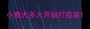 小鹿犬多大开始打疫苗