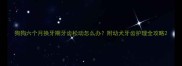狗狗六个月换牙期牙齿松动怎么办附幼犬牙齿护理全攻略