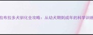 新手必看拉布拉多犬驯化全攻略从幼犬期到成年的科学训练与养护指南