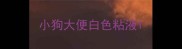 小狗大便白色粘液