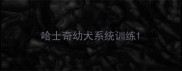 哈士奇幼犬系统训练