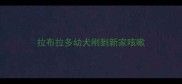 拉布拉多幼犬刚到新家咳嗽