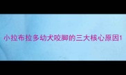 小拉布拉多幼犬咬脚的三大核心原因