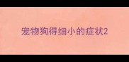 宠物狗得细小的症状