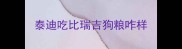 泰迪吃比瑞吉狗粮咋样