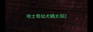 哈士奇幼犬晒太阳