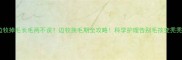 边牧掉毛长毛两不误边牧换毛期全攻略科学护理告别毛孩变秃秃