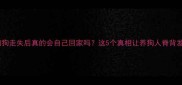 狗狗走失后真的会自己回家吗这5个真相让养狗人脊背发凉