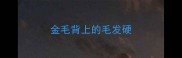 金毛背上的毛发硬