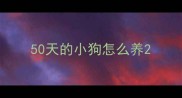 50天的小狗怎么养