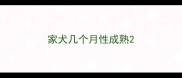 家犬几个月性成熟