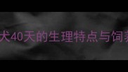 泰迪幼犬40天的生理特点与饲养原则