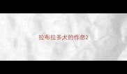 拉布拉多犬的作息