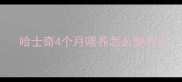 哈士奇4个月喂养怎么驯养