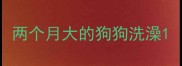 两个月大的狗狗洗澡