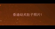 泰迪幼犬肚子照片
