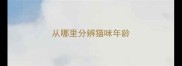 从哪里分辨猫咪年龄