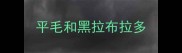 平毛和黑拉布拉多