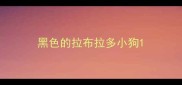 黑色的拉布拉多小狗